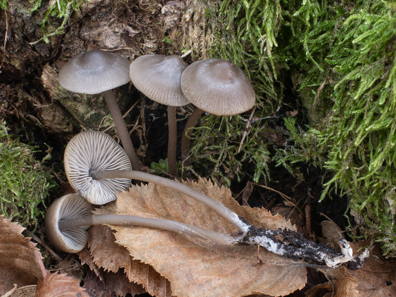 Tephrocybe rancida